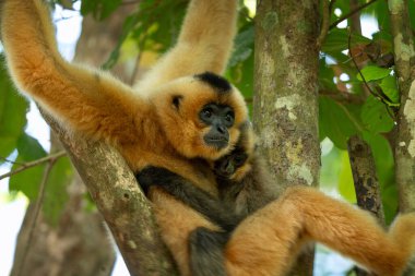 Vietnam ormanında sarı yanaklı bir şablon. Gibbon 'ın annesi ve bebeği taç ağacında. Asya yağmur ormanlarında uzun bacaklı şirin bir primat..