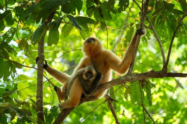 Vietnam ormanında sarı yanaklı bir şablon. Gibbon 'ın annesi ve bebeği taç ağacında. Asya yağmur ormanlarında uzun bacaklı şirin bir primat..