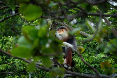 Nadir bulunan bir primat türü Vietnam ormanlarında yaşar. Ağaçların tepesinde oturan kırmızı bıçaklı bir Doug Langurs ailesi. Asya ormanlarında renkli bir maymun.