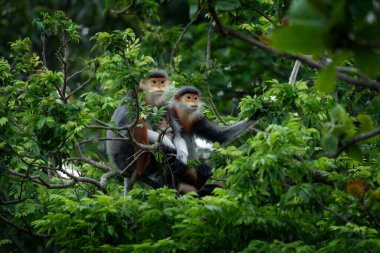 Nadir bulunan bir primat türü Vietnam ormanlarında yaşar. Ağaçların tepesinde oturan kırmızı bıçaklı bir Doug Langurs ailesi. Asya ormanlarında renkli bir maymun.