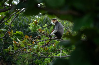 Nadir bulunan bir primat türü Vietnam ormanlarında yaşar. Ağaçların tepesinde oturan kırmızı bıçaklı bir Doug Langurs ailesi. Asya ormanlarında renkli bir maymun.