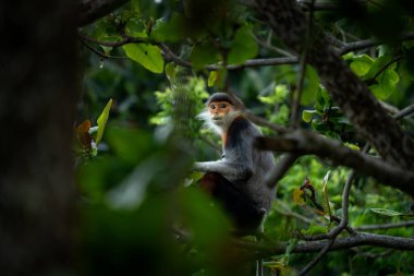 Nadir bulunan bir primat türü Vietnam ormanlarında yaşar. Ağaçların tepesinde oturan kırmızı bıçaklı bir Doug Langurs ailesi. Asya ormanlarında renkli bir maymun.
