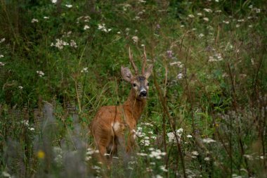 Çiftleşme mevsiminde çayırda roe geyiği. Yetişkin bir erkek geyik çiftleşme mevsiminde büyük boynuzları ile yumurtluyor. Bir geyikle göz göze gel..