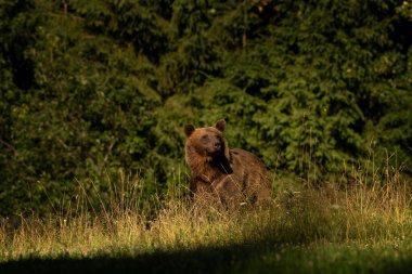 Yazın Romanya 'da kahverengi bir ayı. Ayı ormanın kenarına yakın bir yerde yiyecek arıyor. Transilvanya bölgesinde büyük ayılar var..