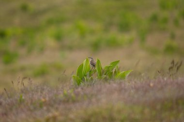 Su çukuru bir dağ çayırında bir yaprağın üzerinde duruyor. Romanya 'daki doğal ortamında bir çekirdek çukuru.