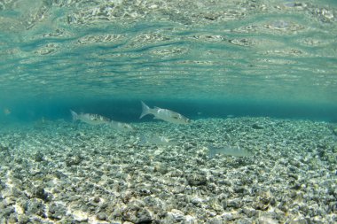Fakarava Adası 'nda sığ sularda keskin çeneli tekir balığı. Bir Neomyxus lukusu sürüsü kumlu deniz tabanında yüzüyor..