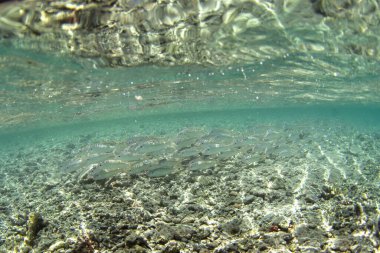 Sarı yüzgeçli keçi balığı Fakarava adasının deniz tabanında yüzer. Pasifik Okyanusu 'nda bir mulloidichthys vanicolensis. Egzotik bir adada bir cennet.