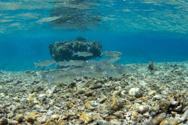 Fakarava Adası 'nda sığ sularda keskin çeneli tekir balığı. Bir Neomyxus lukusu sürüsü kumlu deniz tabanında yüzüyor..