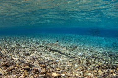Siyah uçlu resif köpekbalığı Fakarava adasının yüzeyinde yüzüyor. Adanın yakınında sık sık bir köpekbalığı görülmektedir. Köpekbalıklarıyla temiz su. 