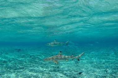 Blacktip resif köpekbalığı Fakarava adasında devriye geziyor. Pasifik Okyanusu 'nda bir carcharhinus melanopterus. Egzotik bir adada bir cennet.