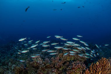 Bir Pterocaesio fayans okulu deniz tabanında yiyecek arıyor. Bu Fakarava Mercan Adasının yakınındaki bir mavi yüzgeçli piyade sürüsü..