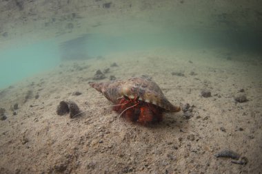 Fakarava adasının deniz tabanında bir Dardanus megistos yürüyor. Pasifik Okyanusu 'nda beyaz benekli bir yengeç. Egzotik bir adada bir cennet.