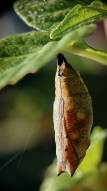 Yaprağın altında asılı bir kelebek kozasının makro görüntüsü, pupa yüzeyinde karmaşık desenler ve dokular gösteriyor. Doğadaki dönüşüm ve başkalaşımın sembolü. Doğal ışıkta seçici bir odak ile yakalandı..