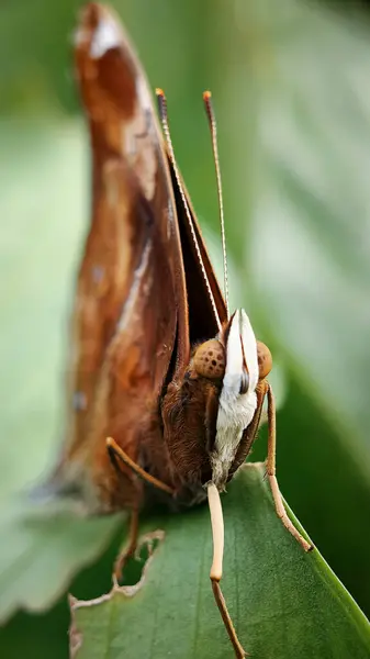 Bu kelebek Lepidoptera familyasına ait, kanatlı böcekler olarak bilinir. Kelebekler, yumurta, larva (tırtıl), pupa (krizalit) ve imago (yetişkin kelebek) aşamalarından geçer.). 