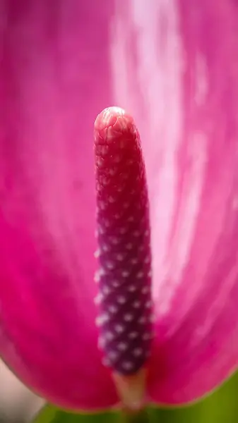Pembe bir anthurium çiçek spadix 'inin yakın plan makro görüntüsü. Çiçeklerin detaylı dokusu yüzeyde sığ bir tarla derinliği ve yumuşak doğal ışıklandırmayla. Botanik fotoğrafçılık, tropik süs bitkilerinin egzotik güzelliğini vurguluyor..