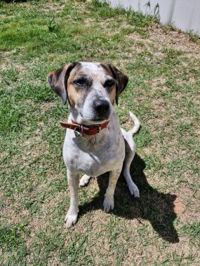 Kırmızı yakalı şirin bir tekir köpek güneşli bir çimenlikte dikkatlice oturur ve çimlerin üzerine gölge düşürür. Köpek kulakları dikleşir, ilginç ve dikkatli bir ifade sergilerler..