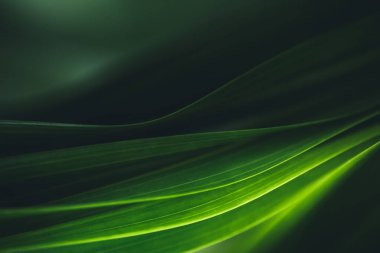 Koyu yeşil yaprak dokusu, doğal yeşil yapraklar arka plan duvar kağıdı ya da tropikal yaprak kapağı sayfası olarak kullanılır