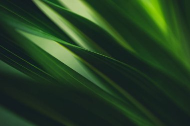 Koyu yeşil yaprak dokusu, doğal yeşil yapraklar arka plan duvar kağıdı ya da tropikal yaprak kapağı sayfası olarak kullanılır