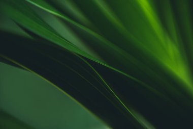 Koyu yeşil yaprak dokusu, doğal yeşil yapraklar arka plan duvar kağıdı ya da tropikal yaprak kapağı sayfası olarak kullanılır