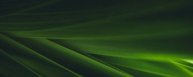 Koyu yeşil yaprak dokusu, doğal yeşil yapraklar arka plan duvar kağıdı ya da tropikal yaprak kapağı sayfası olarak kullanılır