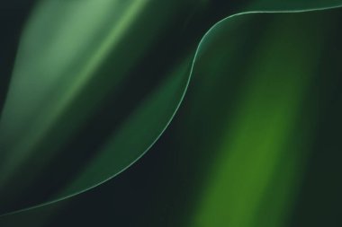 Koyu yeşil yaprak dokusu, doğal yeşil yapraklar arka plan duvar kağıdı ya da tropikal yaprak kapağı sayfası olarak kullanılır