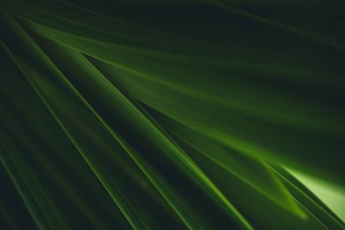 Koyu yeşil yaprak dokusu, doğal yeşil yapraklar arka plan duvar kağıdı ya da tropikal yaprak kapağı sayfası olarak kullanılır