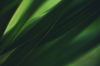 Koyu yeşil yaprak dokusu, doğal yeşil yapraklar arka plan duvar kağıdı ya da tropikal yaprak kapağı sayfası olarak kullanılır