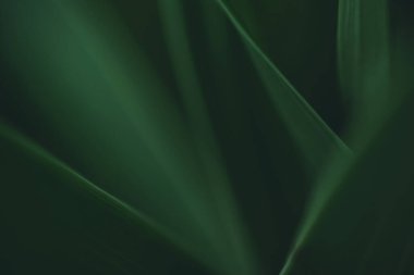 Koyu yeşil yaprak dokusu, doğal yeşil yapraklar arka plan duvar kağıdı ya da tropikal yaprak kapağı sayfası olarak kullanılır