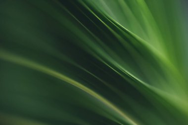 Koyu yeşil yaprak dokusu, doğal yeşil yapraklar arka plan duvar kağıdı ya da tropikal yaprak kapağı sayfası olarak kullanılır