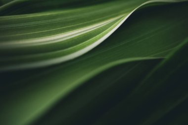 Koyu yeşil yaprak dokusu, doğal yeşil yapraklar arka plan duvar kağıdı ya da tropikal yaprak kapağı sayfası olarak kullanılır