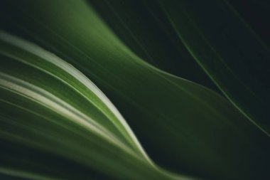 Koyu yeşil yaprak dokusu, doğal yeşil yapraklar arka plan duvar kağıdı ya da tropikal yaprak kapağı sayfası olarak kullanılır