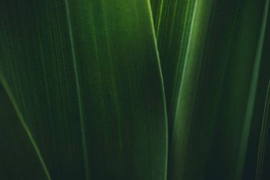 Koyu yeşil yaprak dokusu, doğal yeşil yapraklar arka plan duvar kağıdı ya da tropikal yaprak kapağı sayfası olarak kullanılır