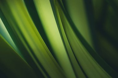 Koyu yeşil yaprak dokusu, doğal yeşil yapraklar arka plan duvar kağıdı ya da tropikal yaprak kapağı sayfası olarak kullanılır