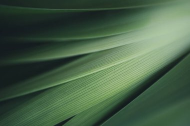 Koyu yeşil yaprak dokusu, doğal yeşil yapraklar arka plan duvar kağıdı ya da tropikal yaprak kapağı sayfası olarak kullanılır