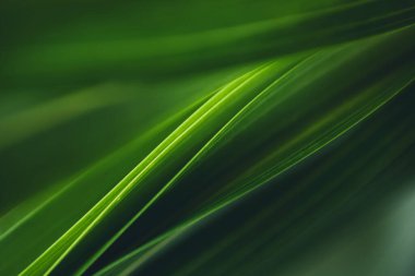 Koyu yeşil yaprak dokusu, doğal yeşil yapraklar arka plan duvar kağıdı ya da tropikal yaprak kapağı sayfası olarak kullanılır