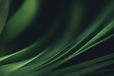 Koyu yeşil yaprak dokusu, doğal yeşil yapraklar arka plan duvar kağıdı ya da tropikal yaprak kapağı sayfası olarak kullanılır