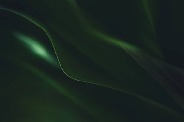 Koyu yeşil yaprak dokusu, doğal yeşil yapraklar arka plan duvar kağıdı ya da tropikal yaprak kapağı sayfası olarak kullanılır