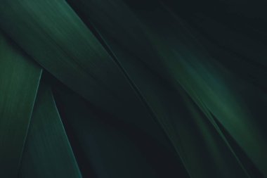 Koyu yeşil yaprak dokusu, doğal yeşil yapraklar arka plan duvar kağıdı ya da tropikal yaprak kapağı sayfası olarak kullanılır