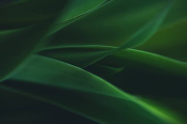 Koyu yeşil yaprak dokusu, doğal yeşil yapraklar arka plan duvar kağıdı ya da tropikal yaprak kapağı sayfası olarak kullanılır