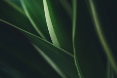 Koyu yeşil yaprak dokusu, doğal yeşil yapraklar arka plan duvar kağıdı ya da tropikal yaprak kapağı sayfası olarak kullanılır