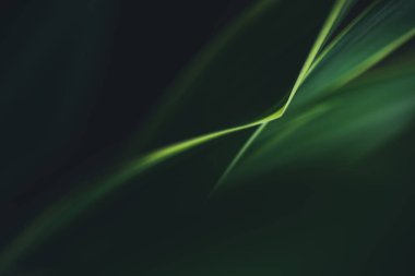 Koyu yeşil yaprak dokusu, doğal yeşil yapraklar arka plan duvar kağıdı ya da tropikal yaprak kapağı sayfası olarak kullanılır