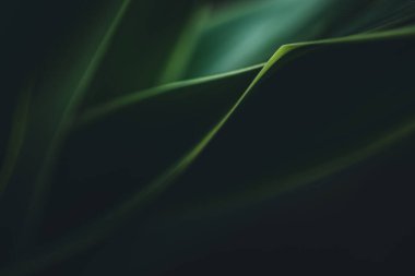 Koyu yeşil yaprak dokusu, doğal yeşil yapraklar arka plan duvar kağıdı ya da tropikal yaprak kapağı sayfası olarak kullanılır