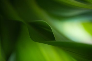 Koyu yeşil yaprak dokusu, doğal yeşil yapraklar arka plan duvar kağıdı ya da tropikal yaprak kapağı sayfası olarak kullanılır