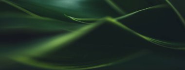 Koyu yeşil yaprak dokusu, doğal yeşil yapraklar arka plan duvar kağıdı ya da tropikal yaprak kapağı sayfası olarak kullanılır