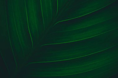 Koyu yeşil yaprak dokusu, doğal yeşil yapraklar arka plan duvar kağıdı ya da tropikal yaprak kapağı sayfası olarak kullanılır