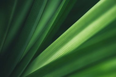 Koyu yeşil yaprak dokusu, doğal yeşil yapraklar arka plan duvar kağıdı ya da tropikal yaprak kapağı sayfası olarak kullanılır