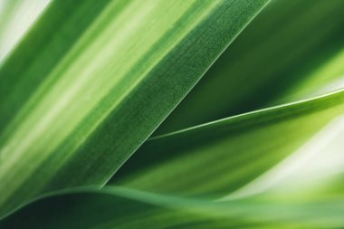 Koyu yeşil yaprak dokusu, doğal yeşil yapraklar arka plan duvar kağıdı ya da tropikal yaprak kapağı sayfası olarak kullanılır