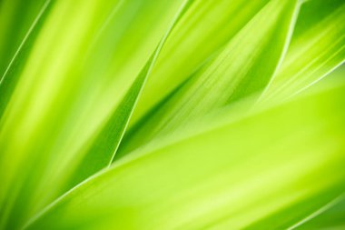 Yazın bahçedeki yeşil yaprak doğası. Doğal yeşil yapraklar bitkileri bahar arkaplan sayfası olarak kullanır yeşil çevre çevre ekolojisi yeşil duvar kağıdı