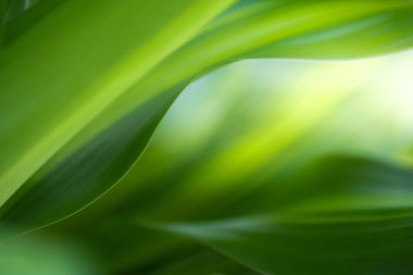 Yazın bahçedeki yeşil yaprak doğası. Doğal yeşil yapraklar bitkileri bahar arkaplan sayfası olarak kullanır yeşil çevre çevre ekolojisi yeşil duvar kağıdı