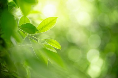 Yazın bahçedeki yeşil yaprak doğası. Doğal yeşil yapraklar bitkileri bahar arkaplan sayfası olarak kullanır yeşil çevre çevre ekolojisi yeşil duvar kağıdı